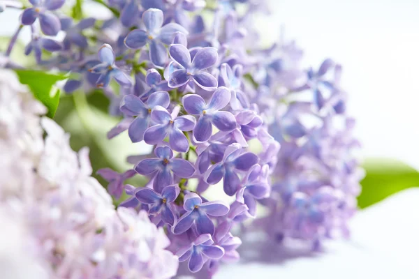 Nice lilac flowers — Stock Photo, Image