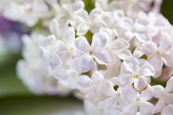 Krásné Bílé Šeříkové Květy Pozadí — Stock fotografie