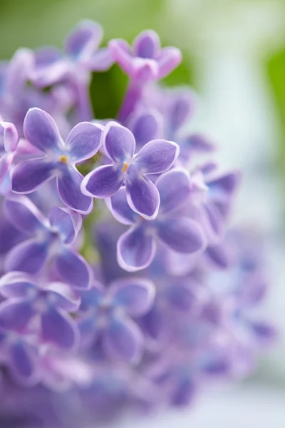 Krásné Fialové Lila Květy Pozadí — Stock fotografie