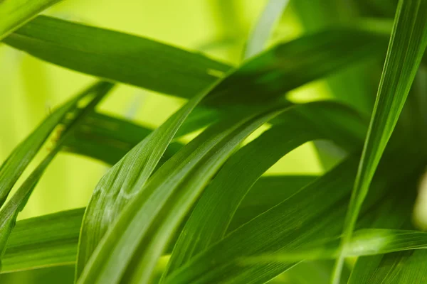 Water Drops Green Grass Leaves — Stock Photo, Image
