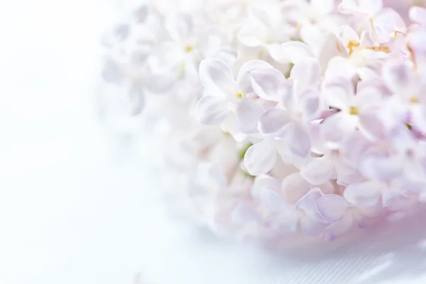 Beautiful White Lilac Flowers Background — Stock Photo, Image