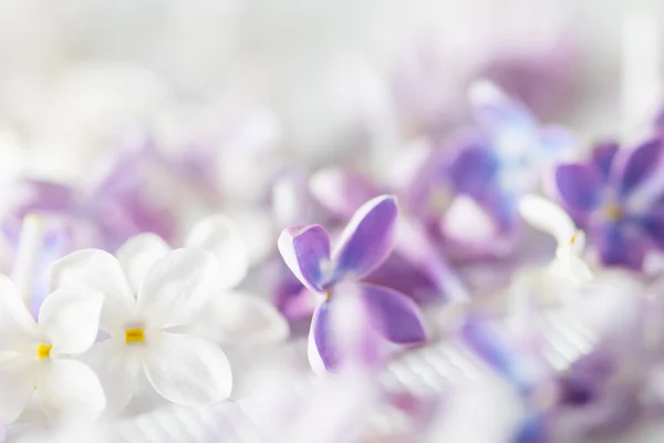 Bonito Branco Roxo Flores Lilás Fundo — Fotografia de Stock