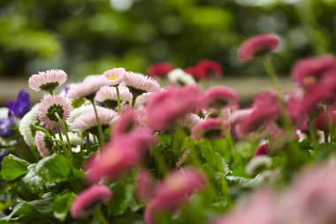Güneşli bir gün, papatya çiçek alan