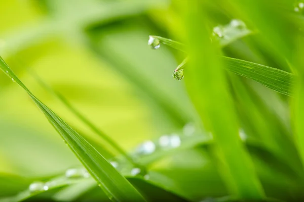 Vattendroppar Grönt Gräs Löv — Stockfoto