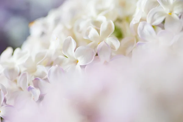 Güzel Beyaz Leylak Çiçekleri Arka Plan — Stok fotoğraf