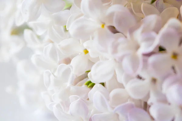 Beau Fond Fleurs Lilas Blanc — Photo