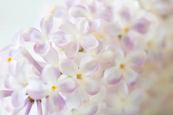 Piękne Białe Fioletowe Kwiaty Bzu Tło — Zdjęcie stockowe