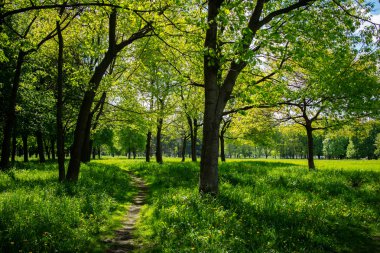 güneşli bir gün, güzel yeşil bahar bahçe