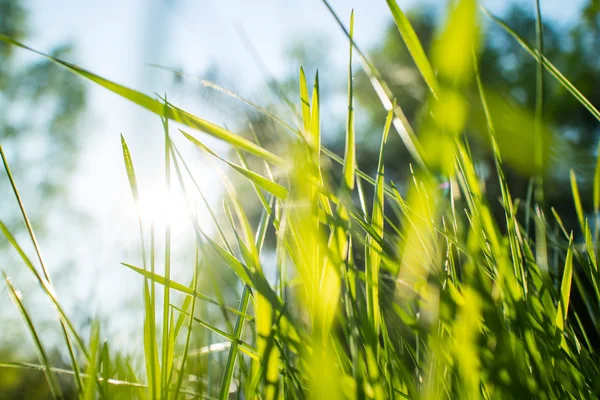 Primavera Verde Hierba Naturaleza Día Soleado —  Fotos de Stock