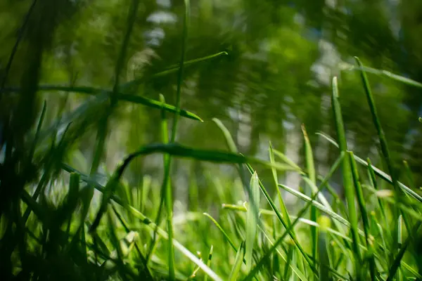 晴れた日に緑のスプリング フィールド — ストック写真