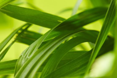 Çimenlere su damlıyor.