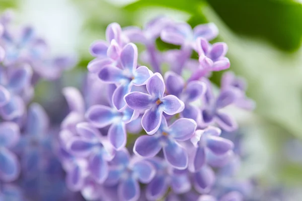 Nice lilac  on background — Stock Photo, Image