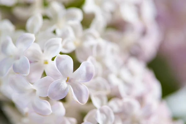 Beau lilas sur fond — Photo