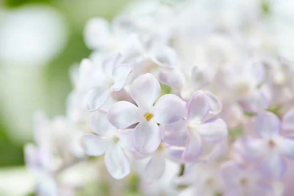 Beau lilas sur fond — Photo