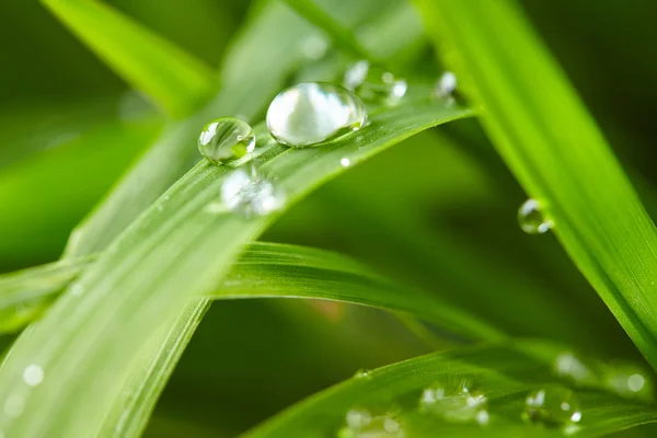 Gotas de agua sobre hierba —  Fotos de Stock