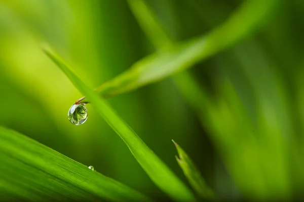 草に水が落ちる — ストック写真