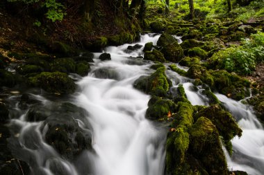 ormanda güzel akışı