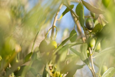 zeytin ağacı dalı bulanık doğal zemin üzerine
