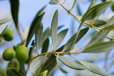 arka plan üzerinde zeytin ağacı