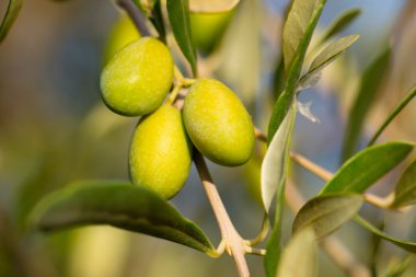 arka plan üzerinde zeytin ağacı
