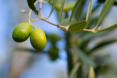 arka plan üzerinde zeytin ağacı