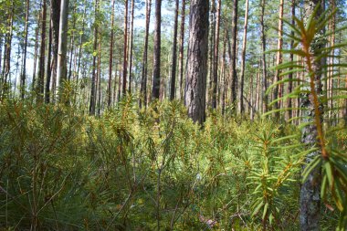 Güneşli yaz gününde yeşil orman