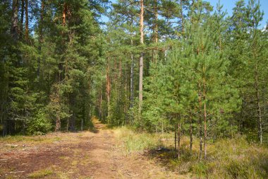 Güneşli yaz gününde yeşil orman