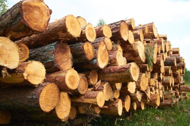 mavi gökyüzü arka plan üzerinde odun yığını 