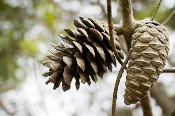 Cônes Pin Sur Fond Naturel Flou — Photo