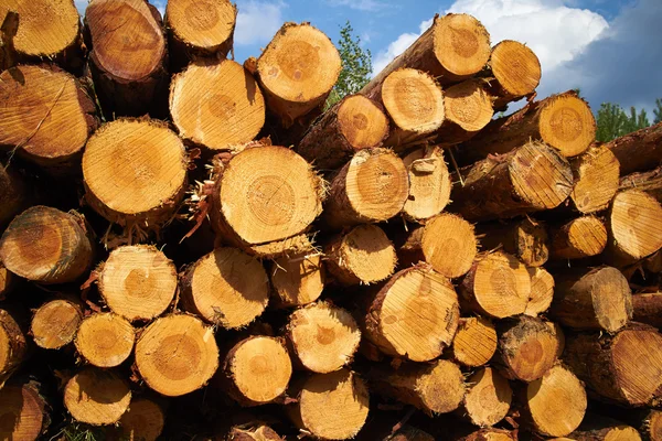 Pile Firewood Blue Sky Background — Stock Photo, Image