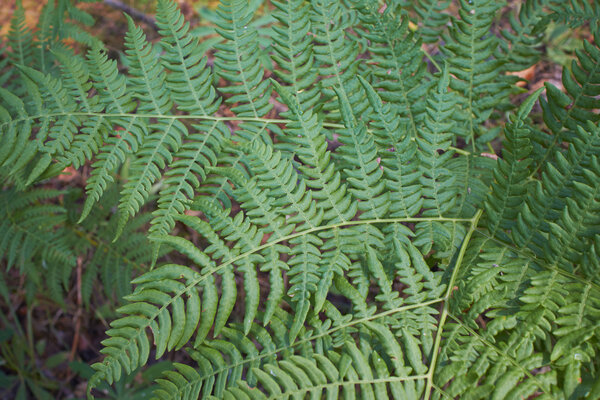 green fern in summer forest, close-up 
