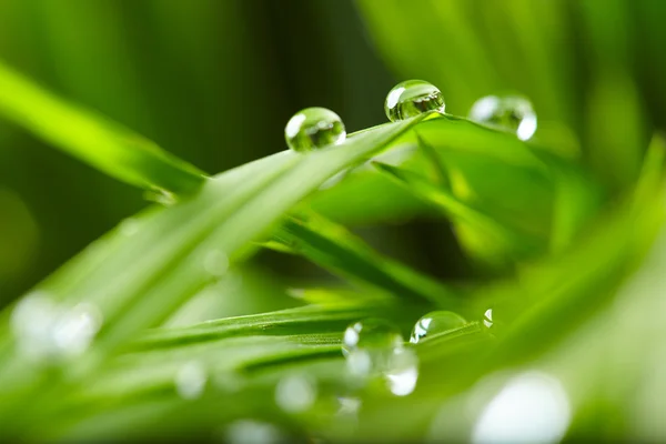 Vers groen gras — Stockfoto