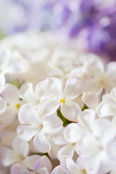 Fleurs lilas blanches et violettes — Photo