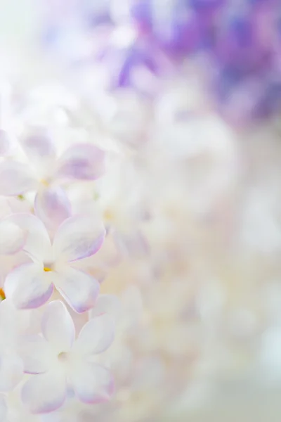 White and violet lilac flowers — Stock Photo, Image