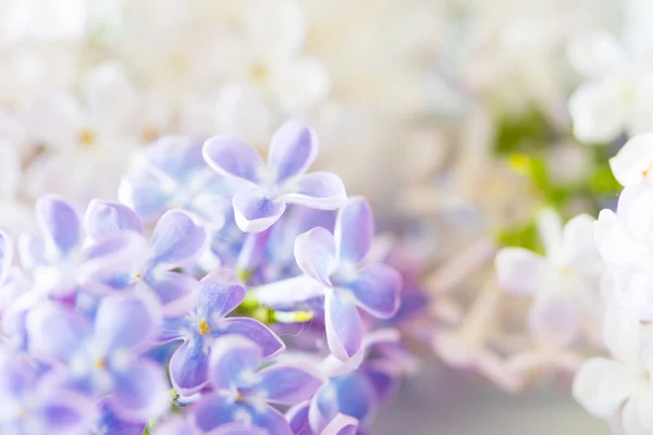 Flores lilás brancas e violetas — Fotografia de Stock