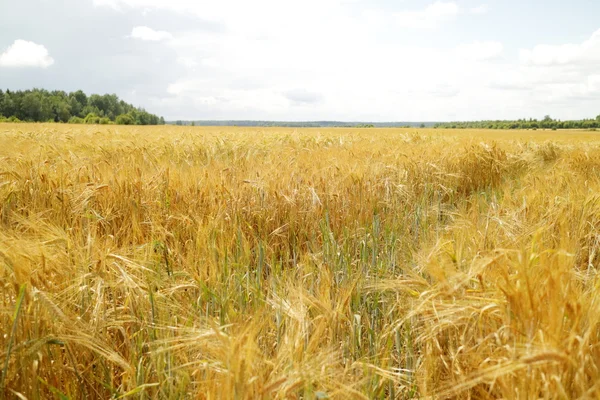 Beautiful wheat field — Stock Photo, Image