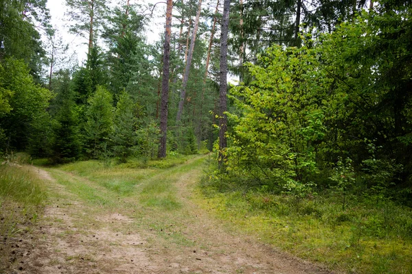 Prachtige groene woud — Stockfoto