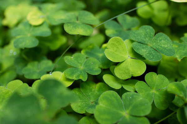 clover plants close up