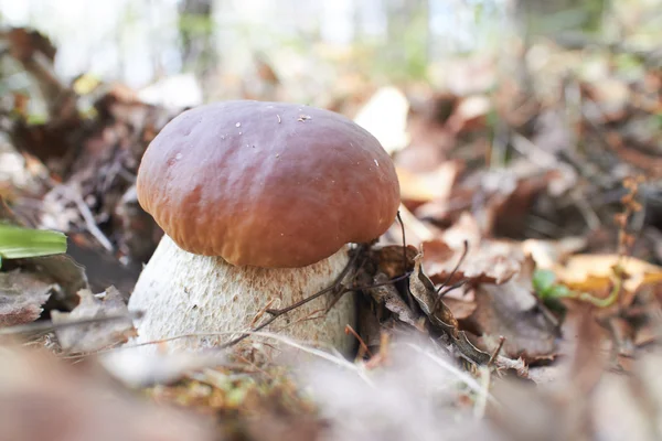 Fresh boletus mushroom — Stock Photo, Image