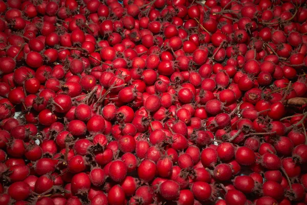 red autumn berries