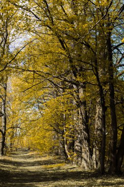 ağaçlar sonbahar park