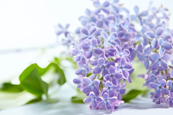 Flores lilás macias — Fotografia de Stock