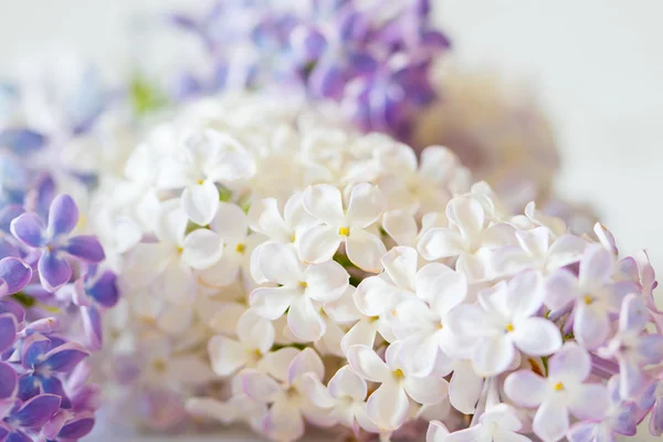 Fleurs lilas tendres — Photo