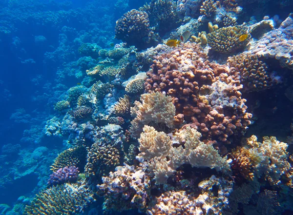 Hermoso arrecife de coral — Foto de Stock