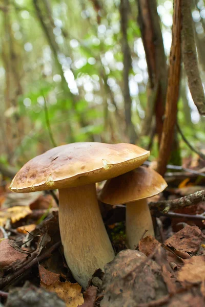 Autumn mushrooms in forest — Stock Photo, Image