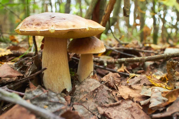 Autumn mushrooms in forest — Stock Photo, Image