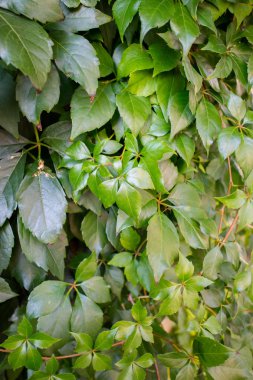 yeşil yapraklar arkaplan