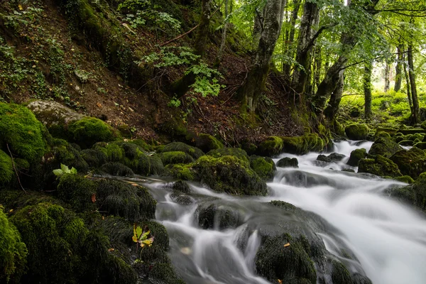 Flusso nella foresta verde — Foto Stock