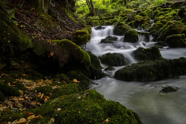 Stream in the green forest — Stock Photo, Image