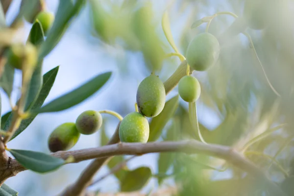 Roślin oliwnych na gałęzi drzewa — Zdjęcie stockowe
